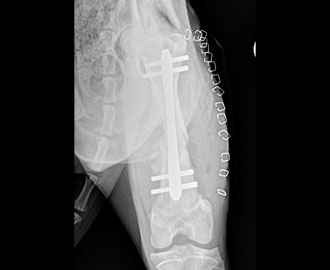 X-ray after fracture repair in dog Spry Companions Veterinary Orthopedic Specialists Centennial, Colorado