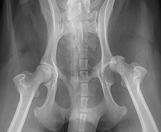 X-ray of fracture and luxation in dog Spry Companions Veterinary Orthopedic Specialists Centennial, Colorado