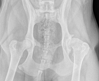 X-ray of hip dysplasia in pet Spry Companions Veterinary Orthopedic Specialists Centennial, Colorado