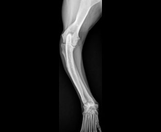 X-ray of dog's limb deformity prior to surgery Spry Companions Veterinary Orthopedic Specialists Centennial, Colorado