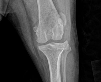 X-ray of patella luxation in animal Spry Companions Veterinary Orthopedic Specialists Centennial, Colorado