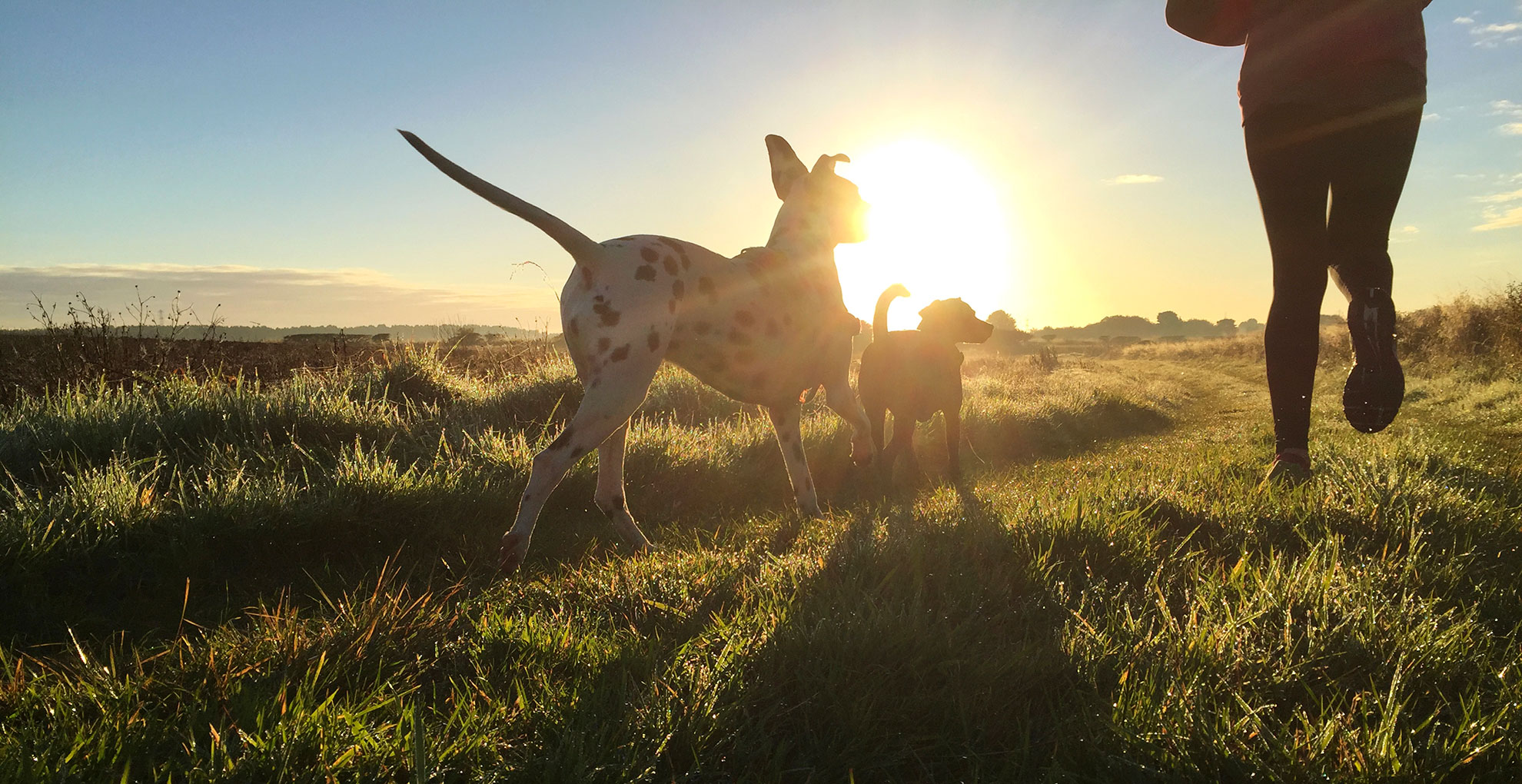Spry Companions: Veterinary Orthopedic Specialists