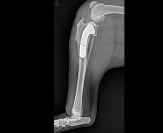 X-ray of TPLO in pet Spry Companions Veterinary Orthopedic Specialists Centennial, Colorado