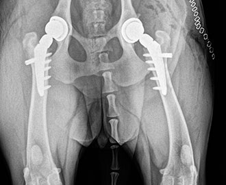 X-ray of total hip replacement in dog Spry Companions Veterinary Orthopedic Specialists Centennial, Colorado